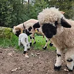 Domacija Vrski 아파트