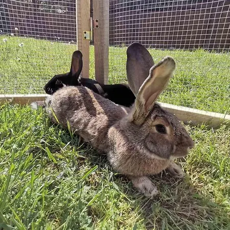 Domacija Vrski Apartament *