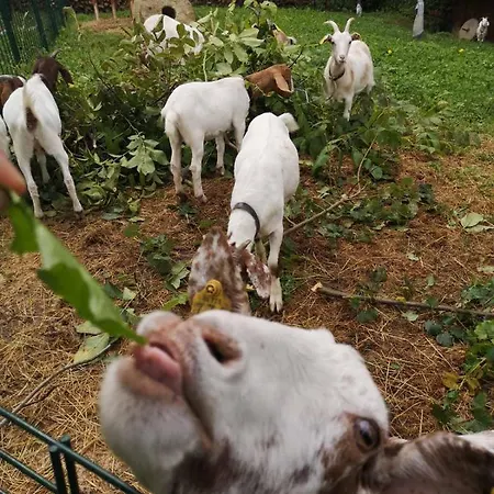 Homestead Vrski * Slovenska Bistrica