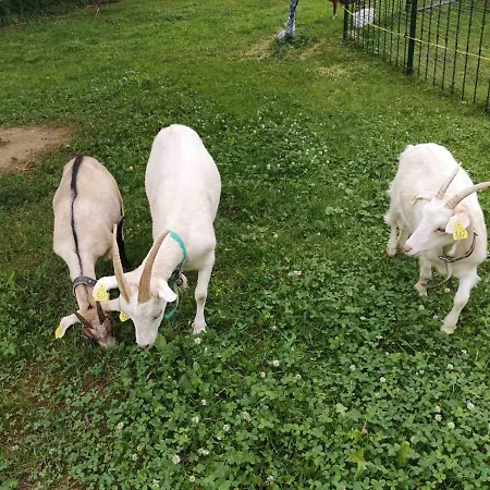 Domacija Vrski * Slovenska Bistrica