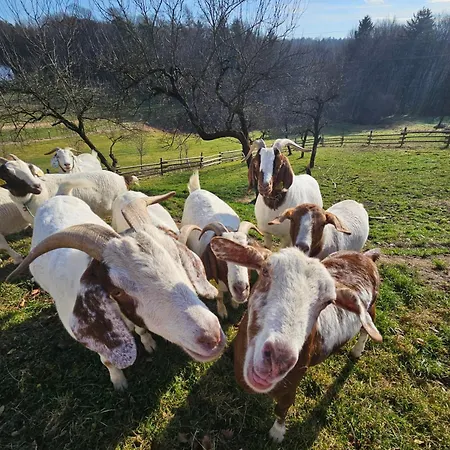 Lejlighed Domacija Vrski *