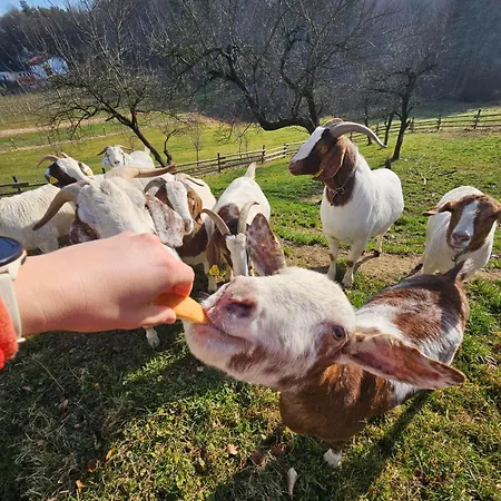 Lejlighed Domacija Vrski