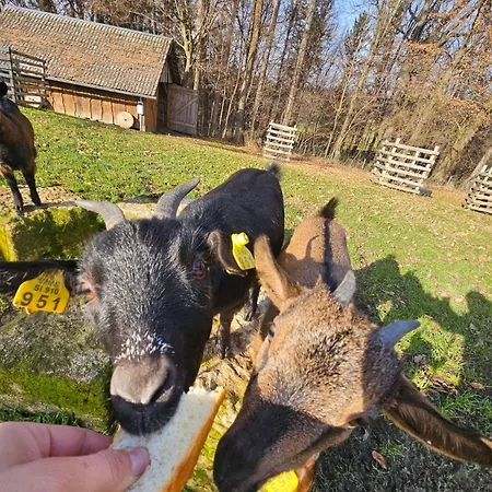 Domacija Vrski Apartament *