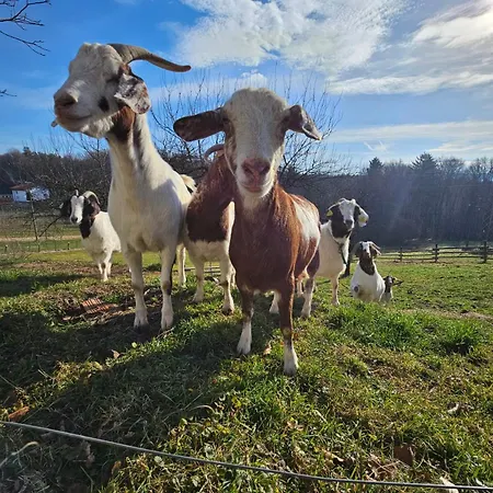 Lägenhet Homestead Vrski Slovenska Bistrica