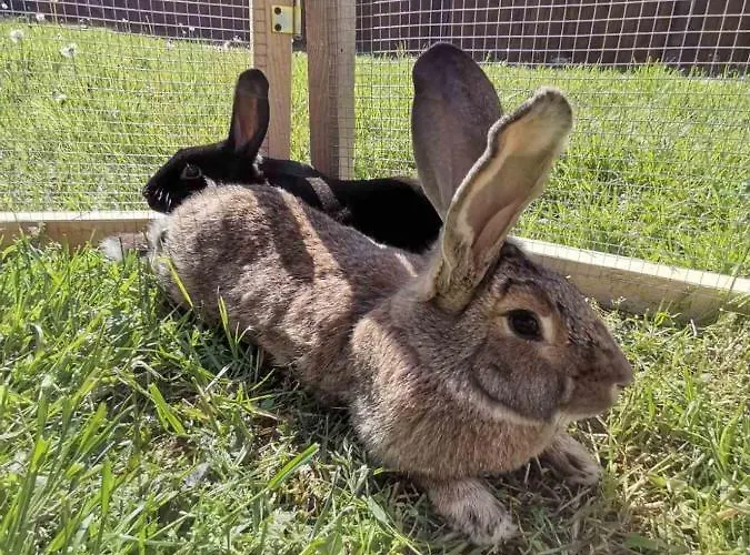 Domacija Vrski 公寓 *