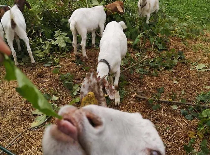 Domacija Vrski * 斯洛文斯卡比斯特里卡