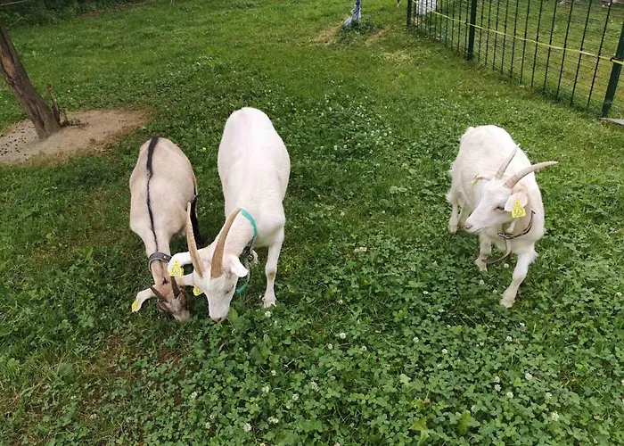 Domacija Vrski * Slovenska Bistrica