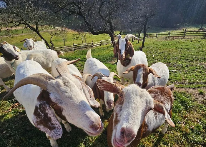 公寓 Domacija Vrski *