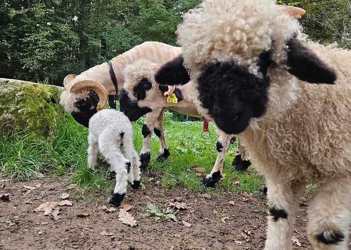 Domacija Vrski 公寓