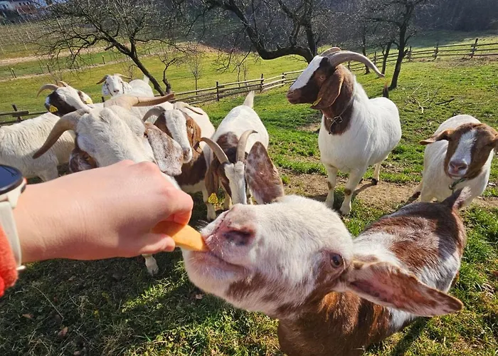 Διαμέρισμα Domacija Vrski