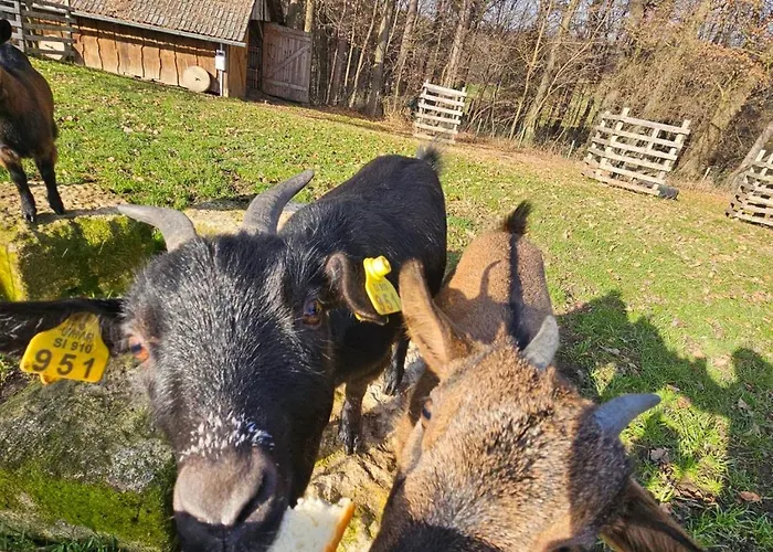 Domacija Vrski 公寓 *