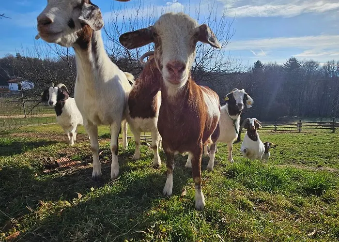 Διαμέρισμα Domacija Vrski Slovenska Bistrica