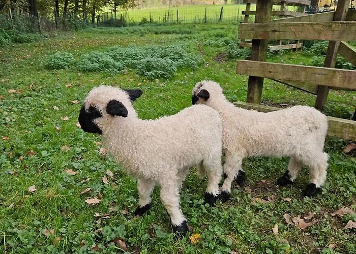 Domacija Vrski * Slovenska Bistrica
